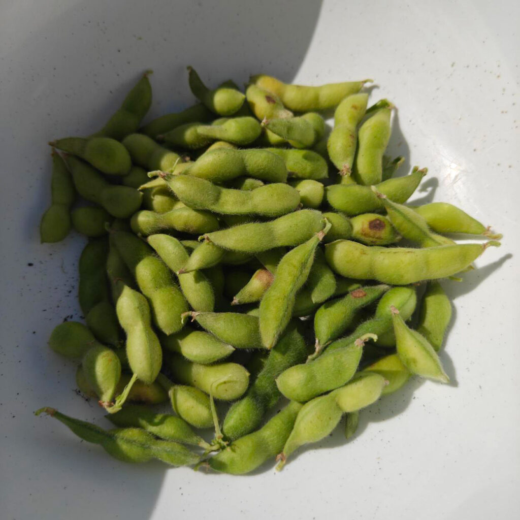 綺麗な緑色！